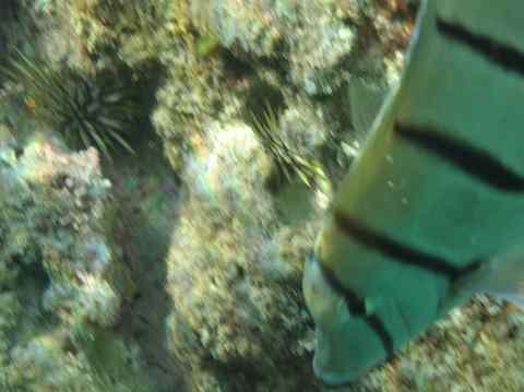 Sea urchins in Hanauma Bay Oahu